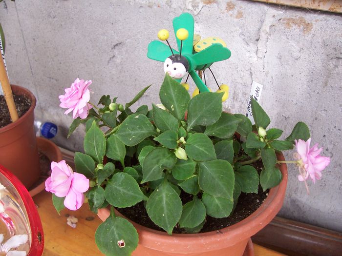 100_7695 - flori