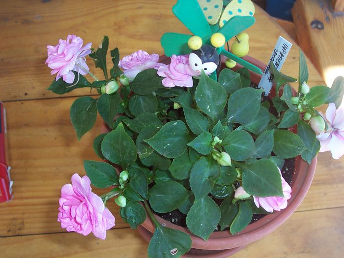 100_7697 - flori