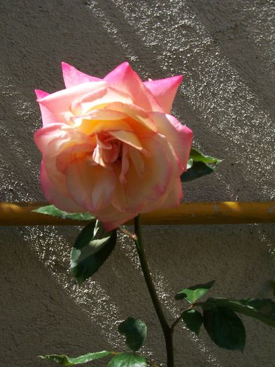 100_7702 - flori