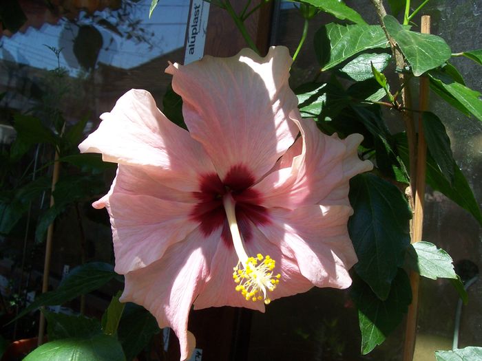 100_7705 - flori