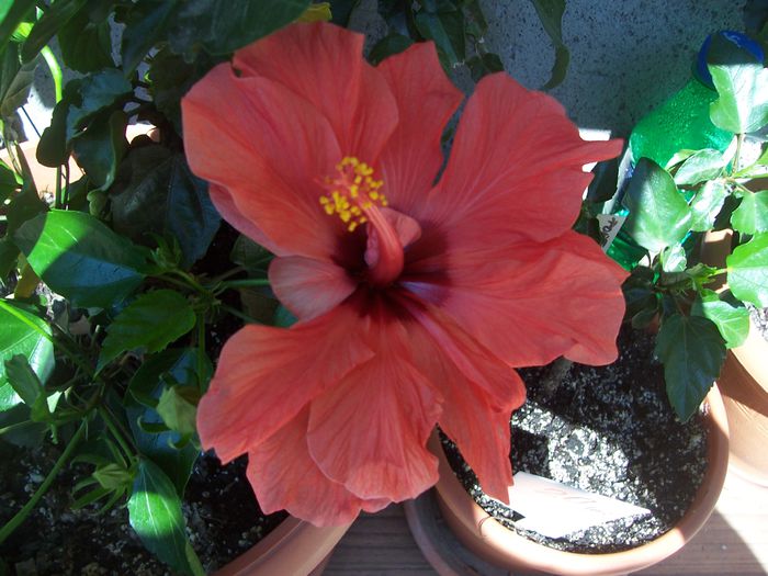100_7707 - flori