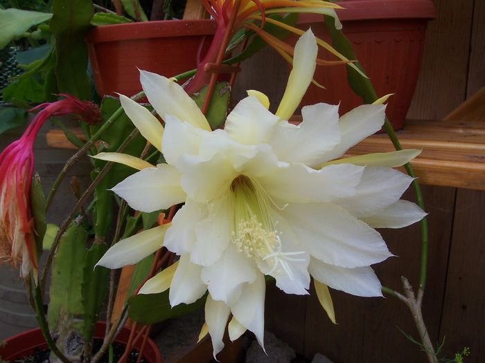 100_7725 - flori