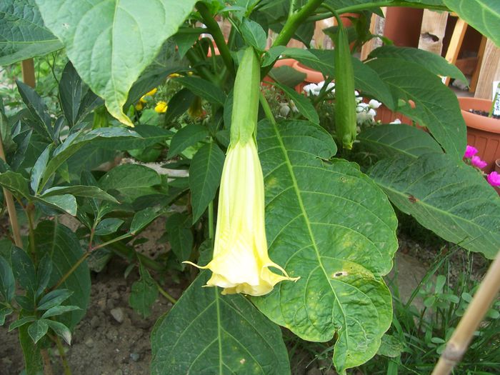 100_7728 - flori
