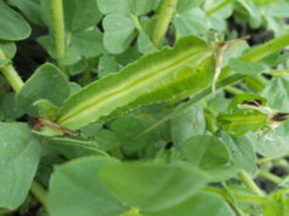 MAZARE SPARANGHEL; ASPARAGUS PEA
