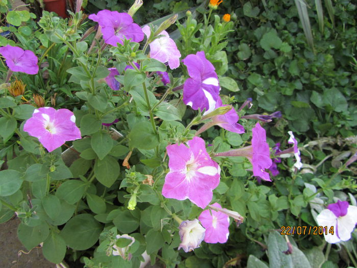 IMG_3600 - Flori de gradina-2014 Vara