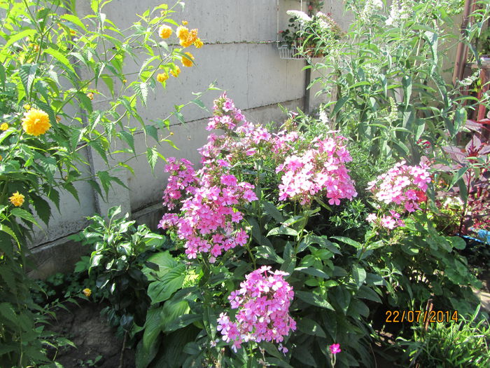 IMG_3615 - Flori de gradina-2014 Vara