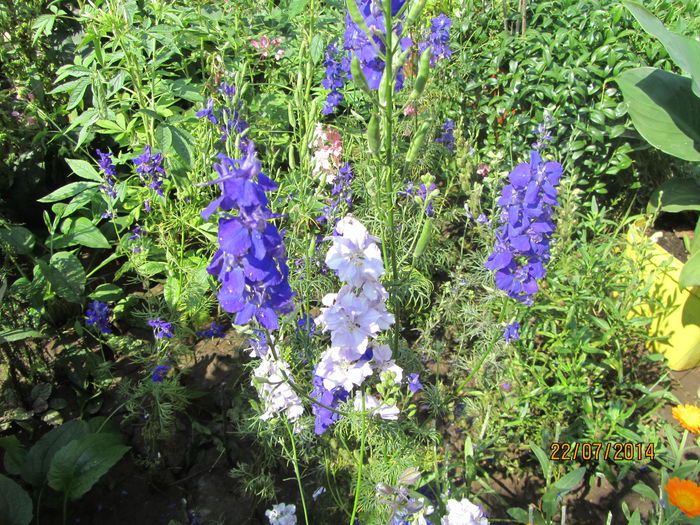 IMG_3620 - Flori de gradina-2014 Vara