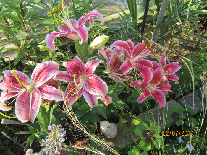 IMG_3595 - Flori de gradina-2014 Vara