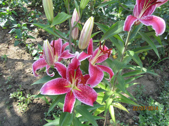 IMG_3617 - Flori de gradina-2014 Vara