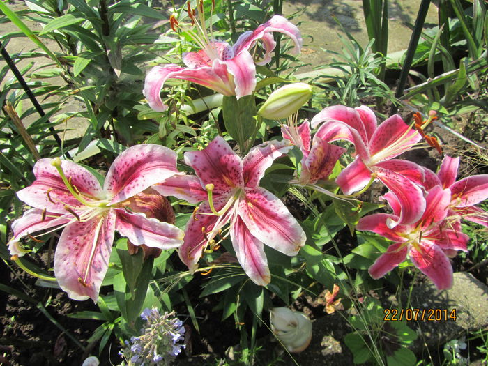 Stargazer 2014