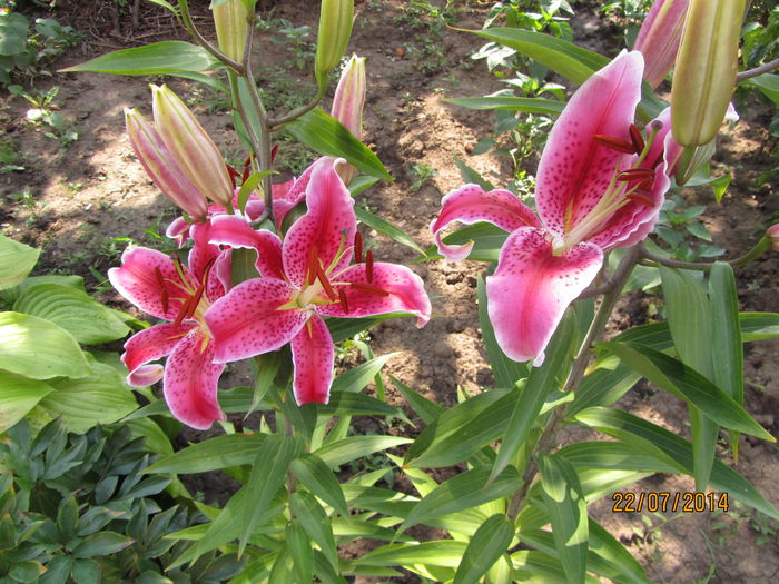 2014 Stargazer