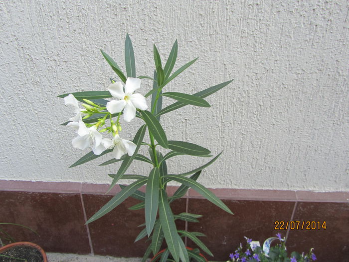 Leandru alb