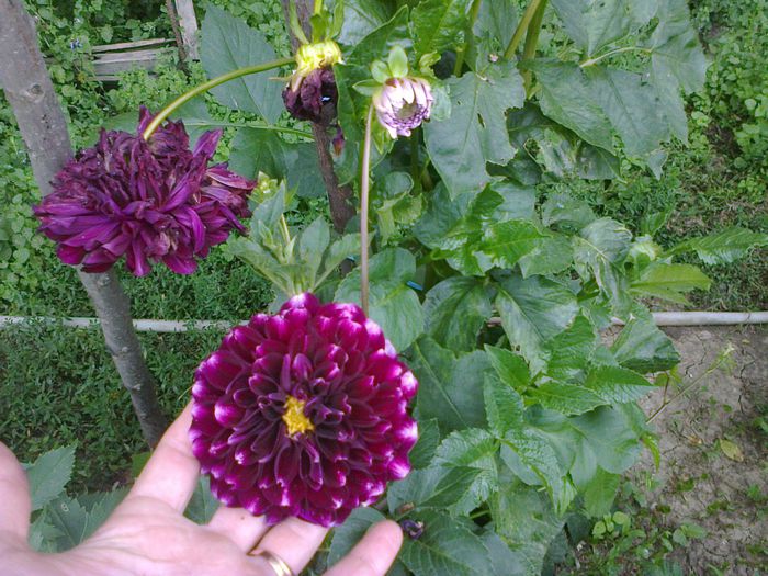  - Gradina 2014