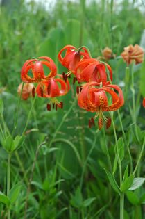 Lilium michiganense - 00 CAUT ACESTE PLANTE