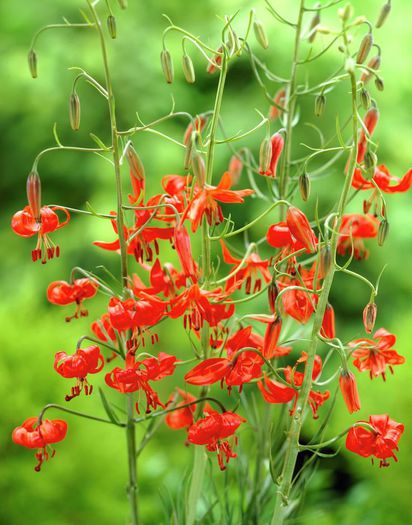 Lilium pumilum