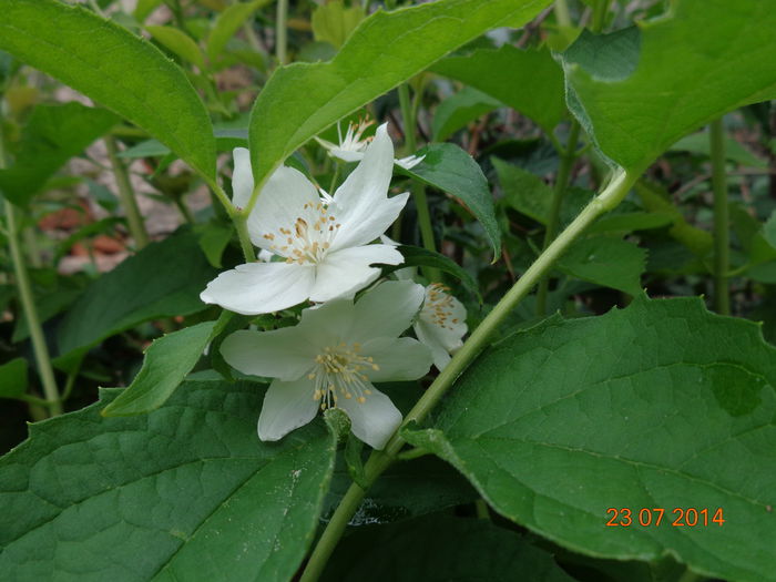 anomalii de vara (1)