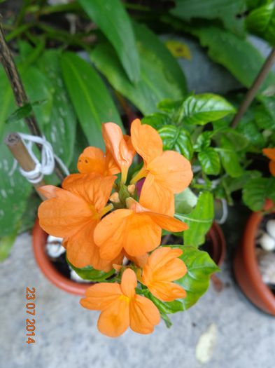 DSC00675 - 00 Culoare-gingasie-parfum 2014-2015