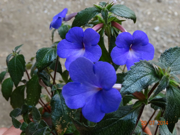 DSC05963 - Plante in ghiveci 2014