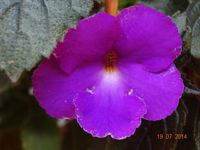 DSC05843 - Plante in ghiveci 2014
