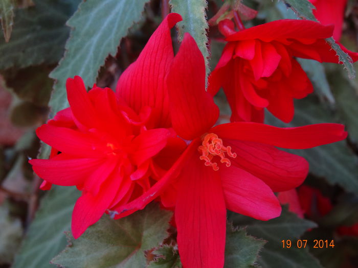 DSC05857 - Plante in ghiveci 2014