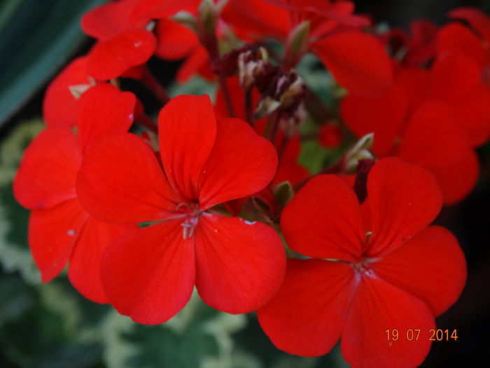 DSC05856 - Plante in ghiveci 2014