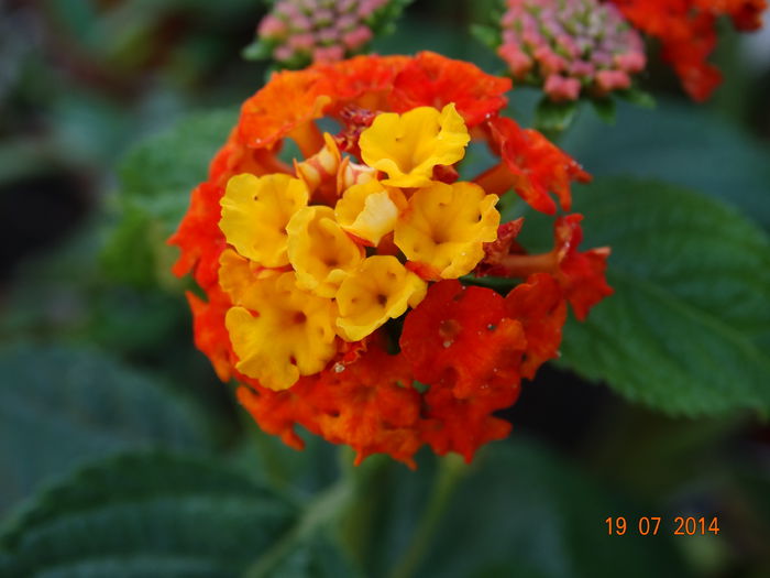 DSC05854 - Plante in ghiveci 2014