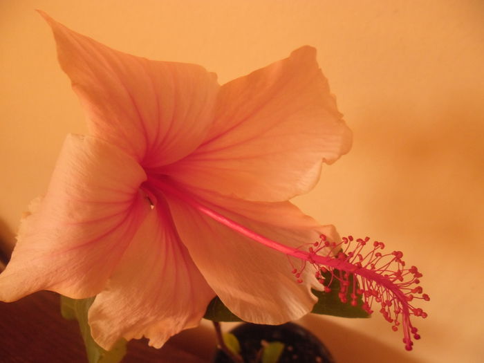 Albolacinatus