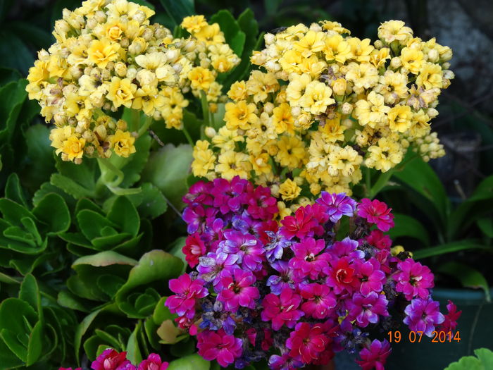 DSC05852 - Plante in ghiveci 2014