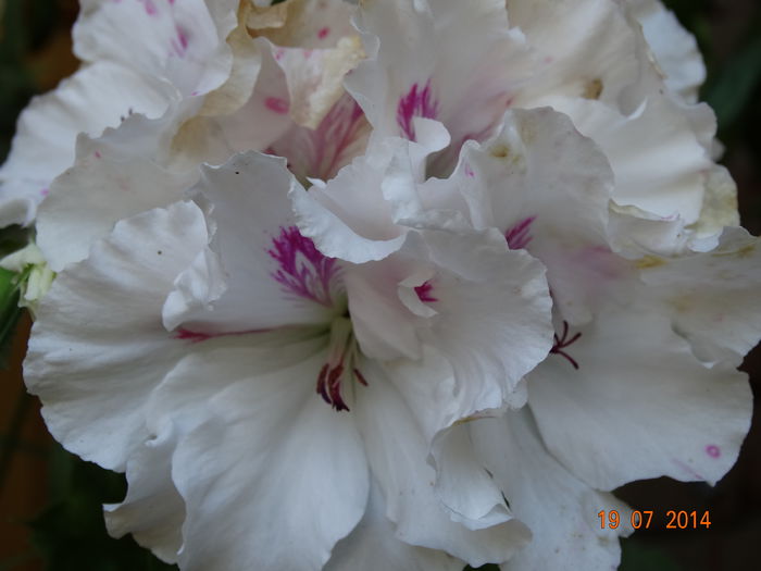DSC05858 - Plante in ghiveci 2014