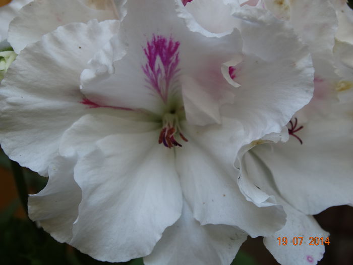 DSC05859 - Plante in ghiveci 2014