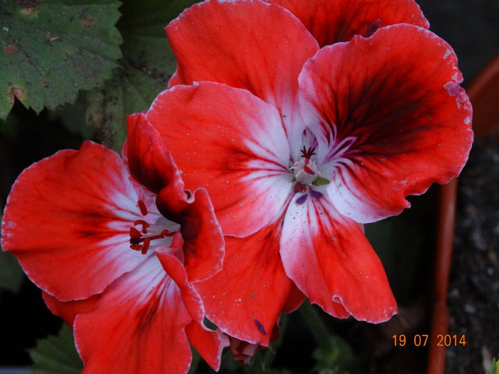 DSC05915 - Plante in ghiveci 2014