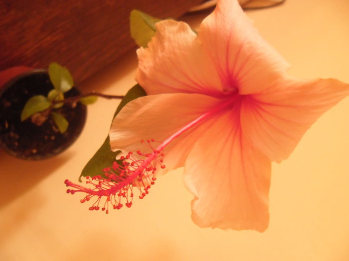 Albolacinatus