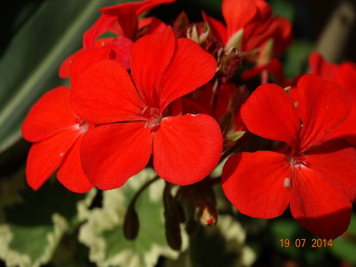 DSC05841 - Plante in ghiveci 2014