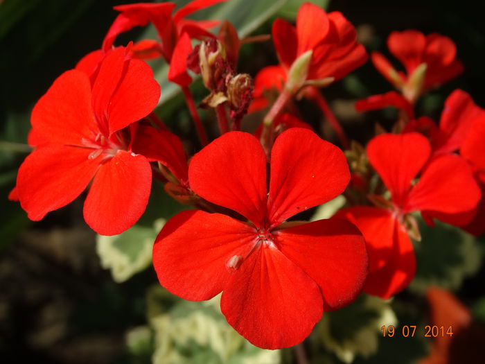 DSC05840 - Plante in ghiveci 2014