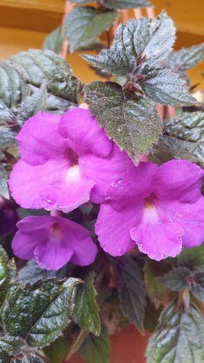 20140720_140711 - Plante in ghiveci 2014