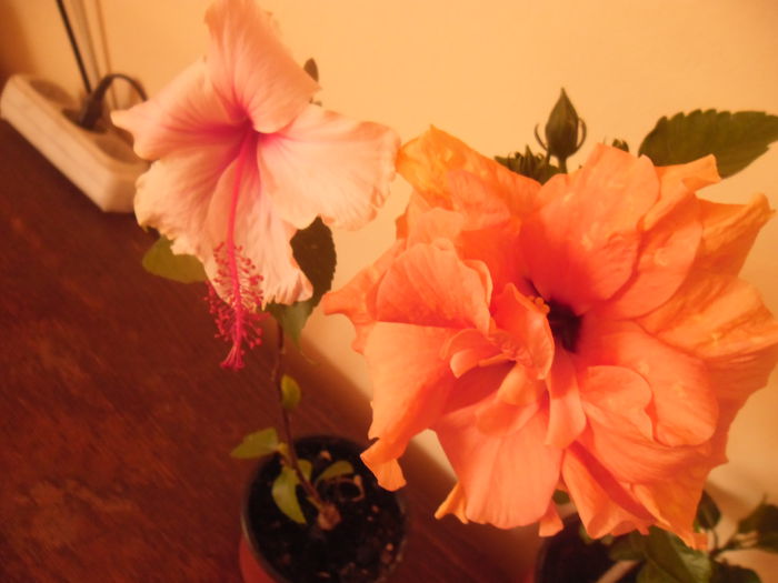 Albolacinatus   Clasic Apricot - Hibiscus 2014-1