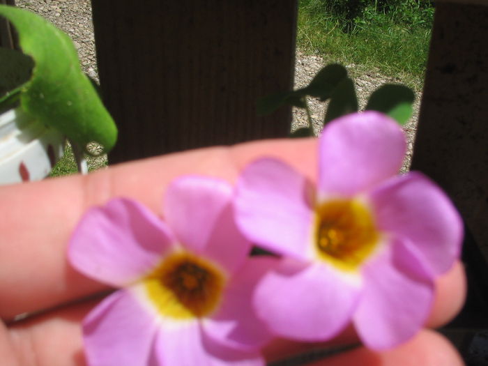 oxalis depessa - Cateva din florile mele
