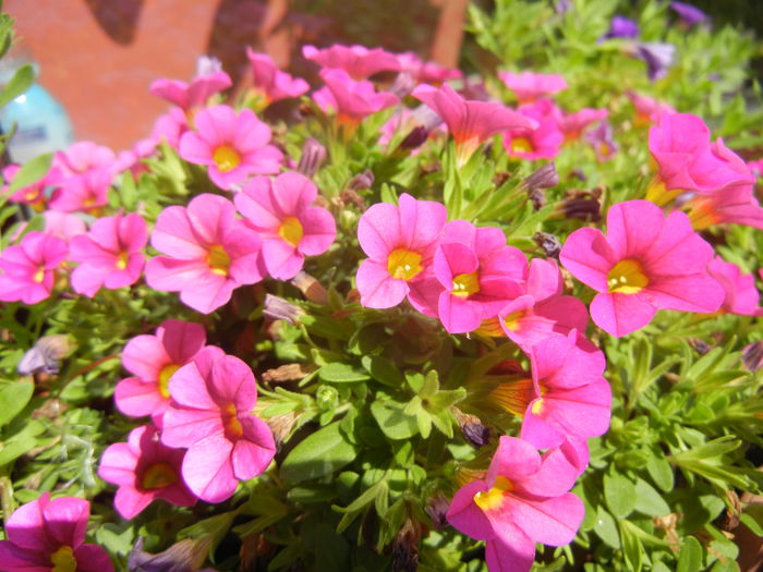 Calibrachoa Pink (2014, July 19) - Calibrachoa Pink