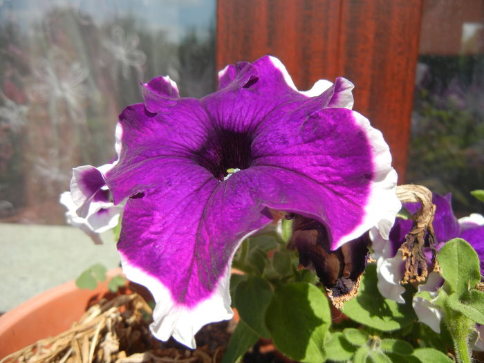 Blue & White Petunia (2014, July 19)