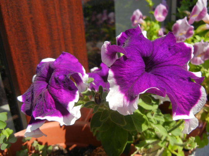 Blue & White Petunia (2014, July 19)
