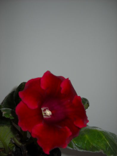 22 iulie - 1GLOXINIA -2014