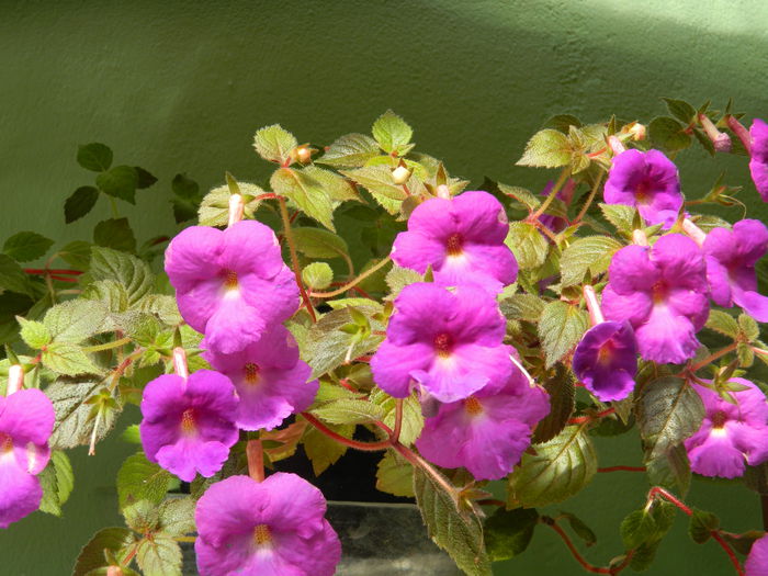 DSCN7749