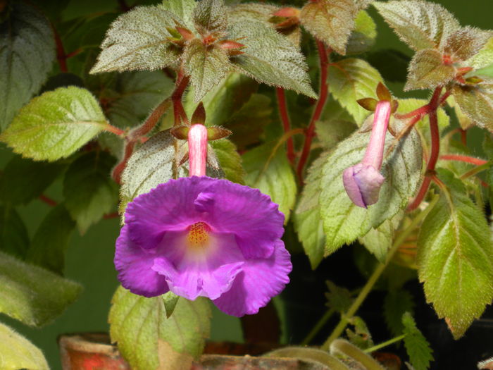 DSCN8246