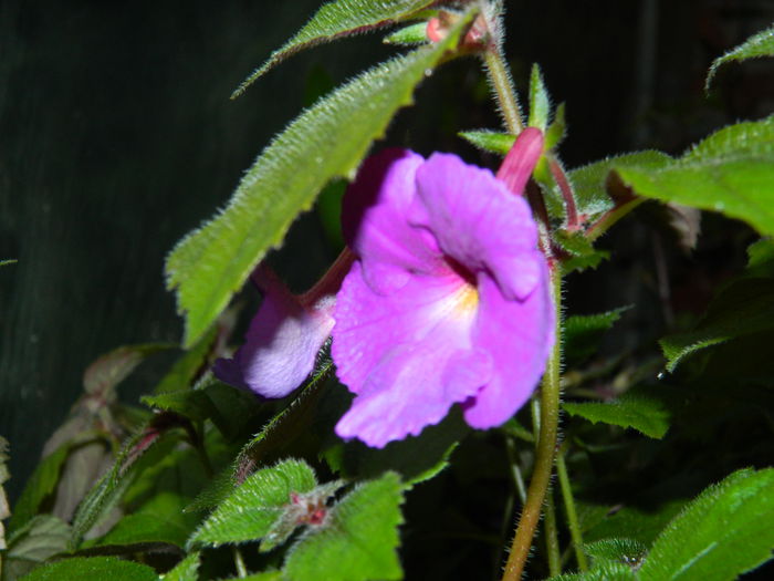 DSCN9622