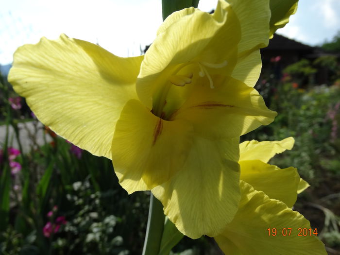 DSC05871 - Gladiole 2014