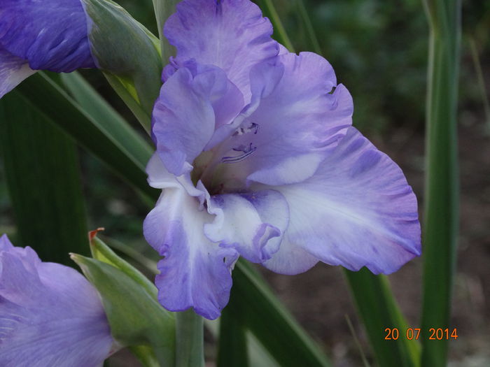 DSC06025 - Gladiole 2014