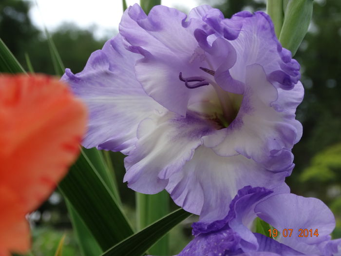 DSC05896 - Gladiole 2014