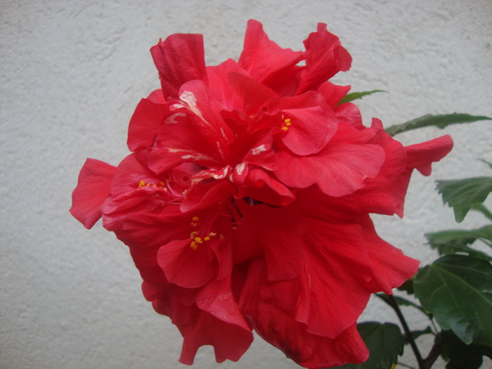  - hibiscusi