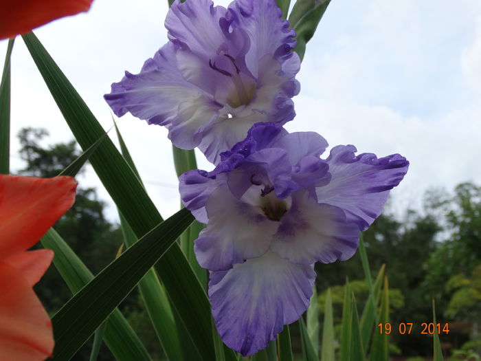 DSC05895 - Gladiole 2014