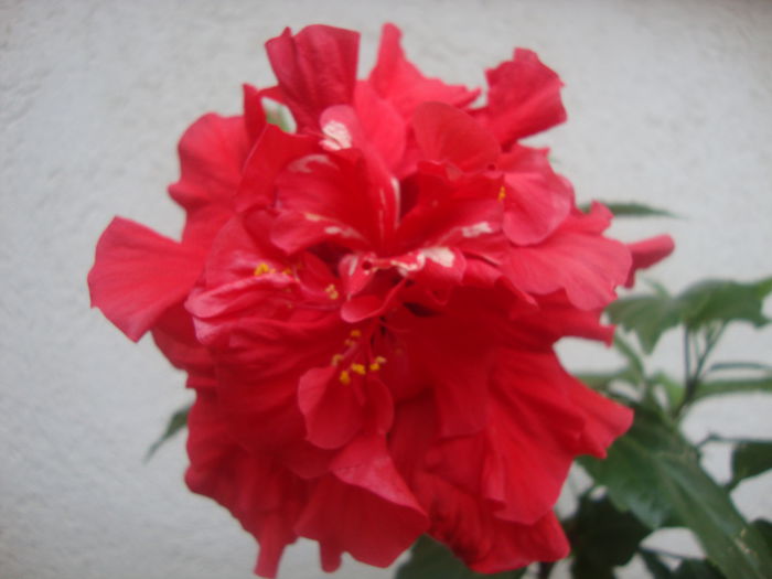  - hibiscusi